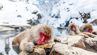 Japanese Macaques ("Snow Monkeys") in Hot Spring