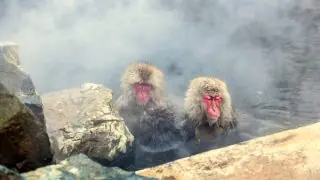 Japanese Macaques ("Snow Monkeys") in Hot Spring