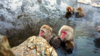 Japanese Macaques ("Snow Monkeys") in Hot Spring