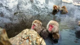 Japanese Macaques ("Snow Monkeys") in Hot Spring