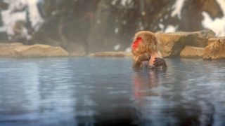 Japanese Macaque ("Snow Monkey") in Hot Spring