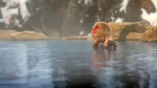 Japanese Macaque ("Snow Monkey") in Hot Spring